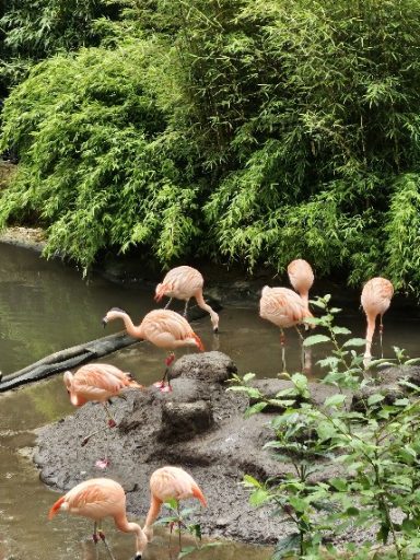 Flamingos im Zoo
