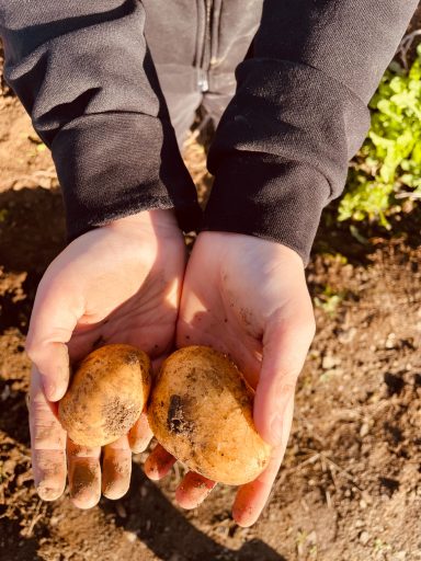 Kartoffelernte auf Gut Hixholz